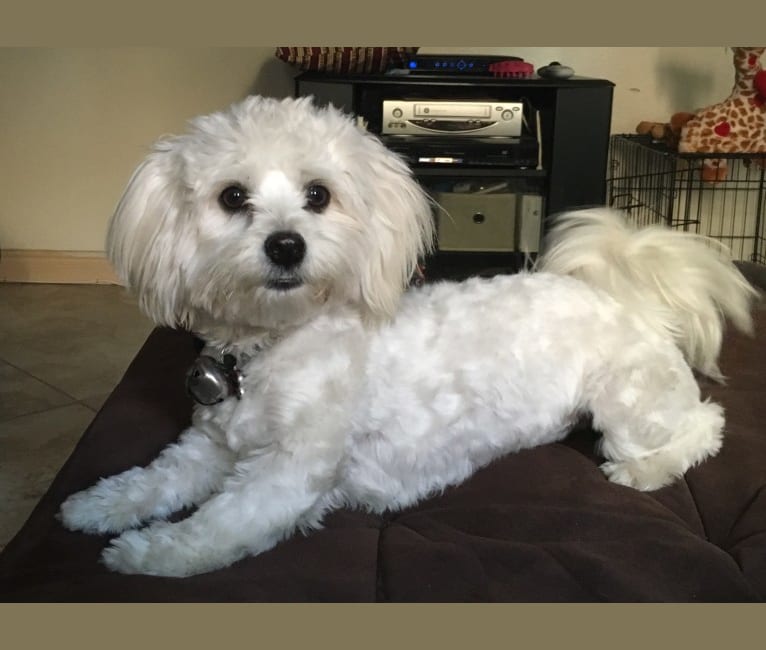 DOLLY, a Maltese and Poodle (Small) mix tested with EmbarkVet.com