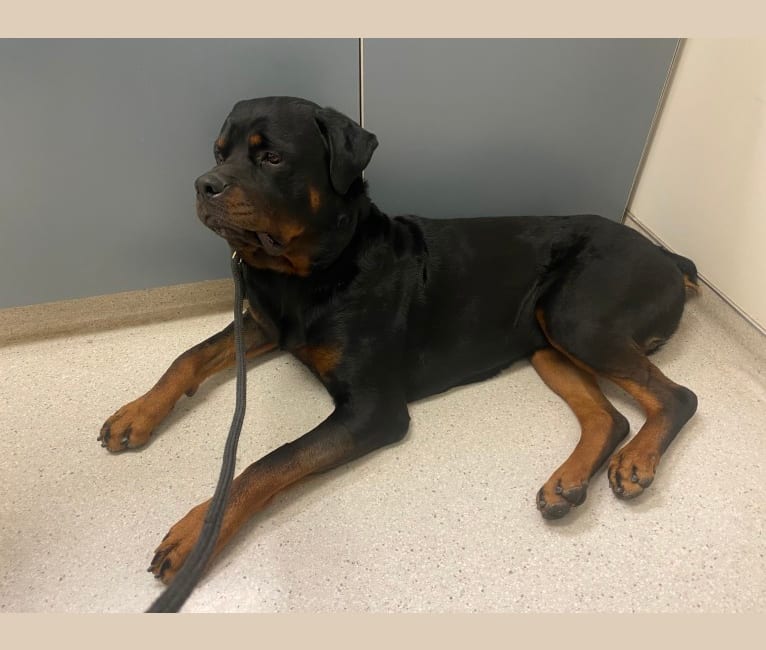 Moose, a Rottweiler tested with EmbarkVet.com