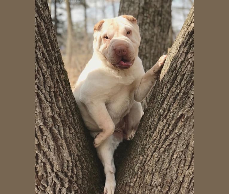 Oleander’s lily of the valley, a Chinese Shar-Pei tested with EmbarkVet.com