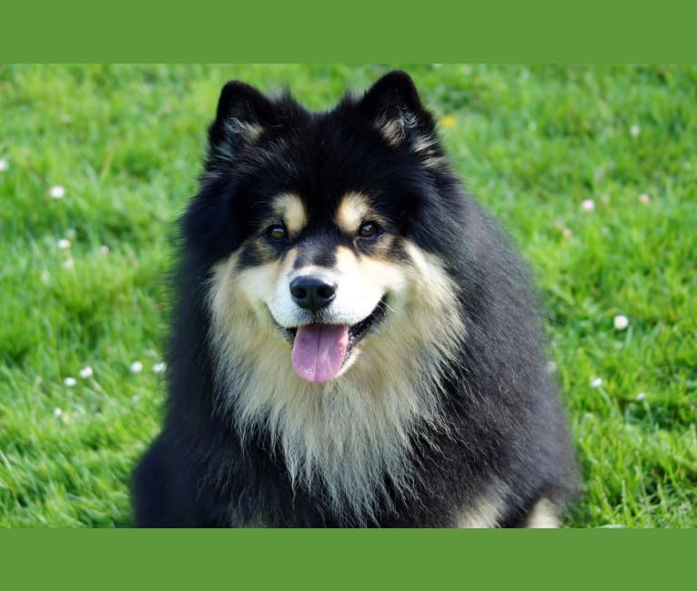 Photo of Saami, a Finnish Lapphund  in Calgary, AB, Canada