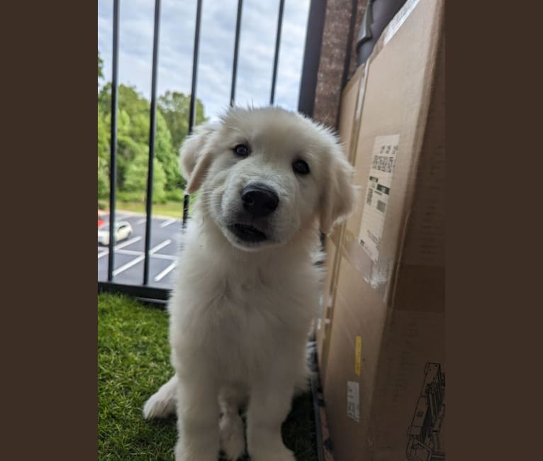 Valiant, a Great Pyrenees tested with EmbarkVet.com