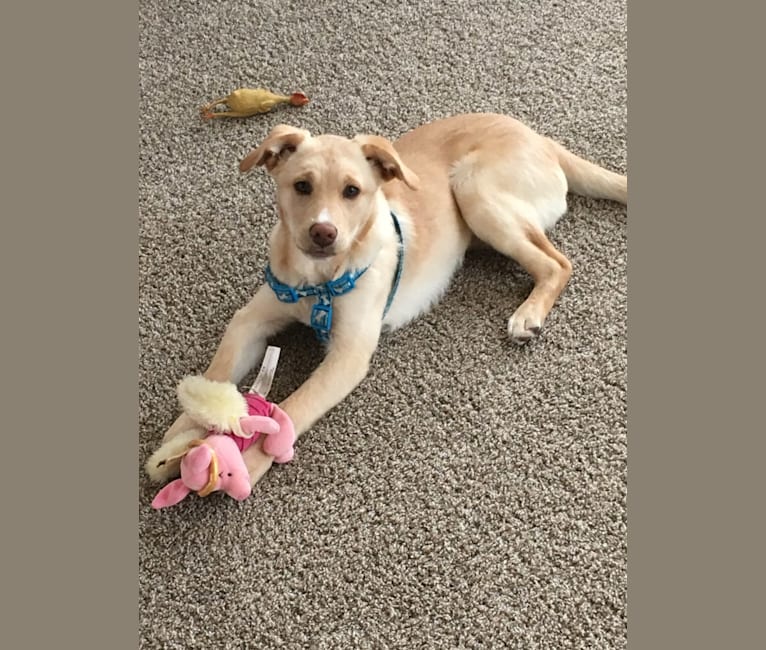 Sparky, a Chow Chow and Labrador Retriever mix tested with EmbarkVet.com