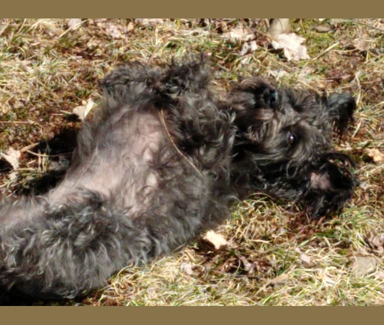 Remy, a Schnoodle tested with EmbarkVet.com