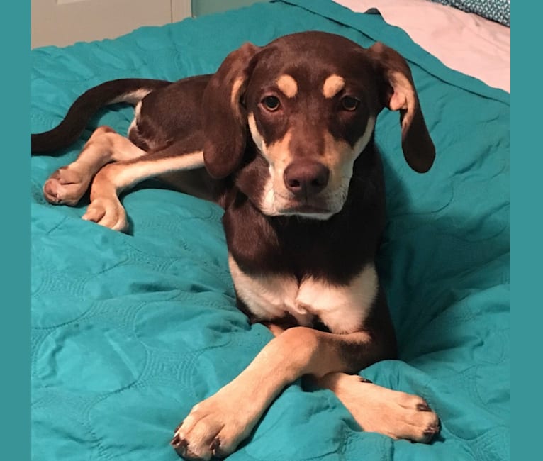 Catahoula walker coonhound cheap