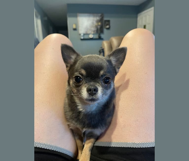 Roxxy, a Chihuahua tested with EmbarkVet.com