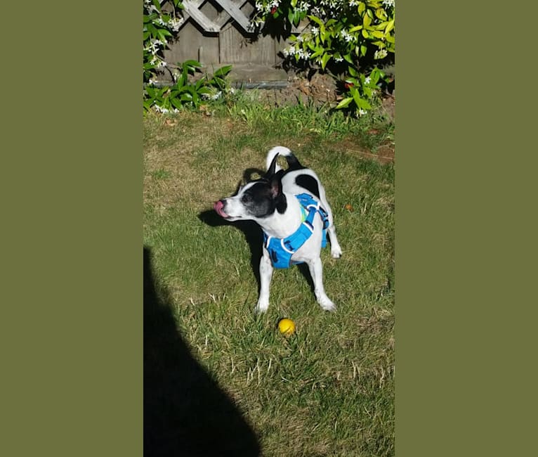 Topper, a Chihuahua tested with EmbarkVet.com