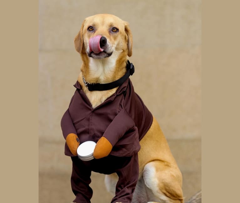 Roxy, a Beagle and German Shepherd Dog mix tested with EmbarkVet.com