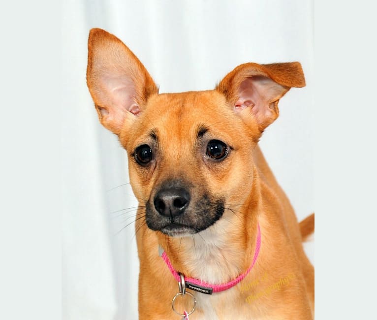 Luna, a Chihuahua and Rat Terrier mix tested with EmbarkVet.com