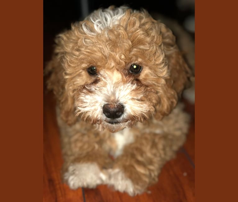 Cutie Pie, a Poodle (Small) and Bichon Frise mix tested with EmbarkVet.com