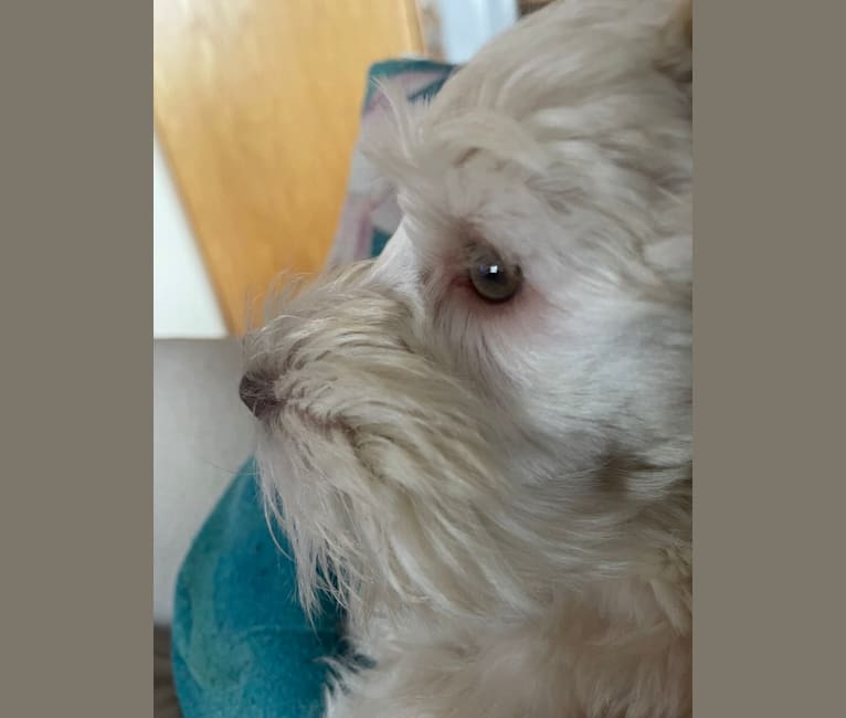 Piotr, a Miniature Schnauzer tested with EmbarkVet.com