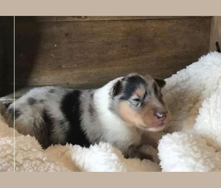 Kuma, a Collie tested with EmbarkVet.com