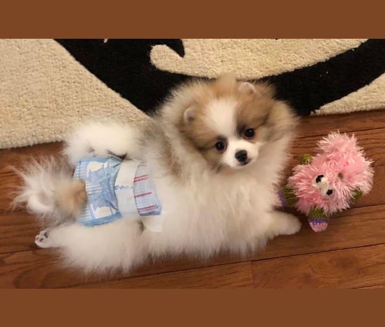 Eleanor, a Pomeranian tested with EmbarkVet.com