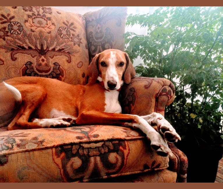 Ophelia, an American Foxhound tested with EmbarkVet.com