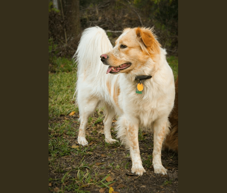 Wendy, a Great Pyrenees and American Pit Bull Terrier mix tested with EmbarkVet.com