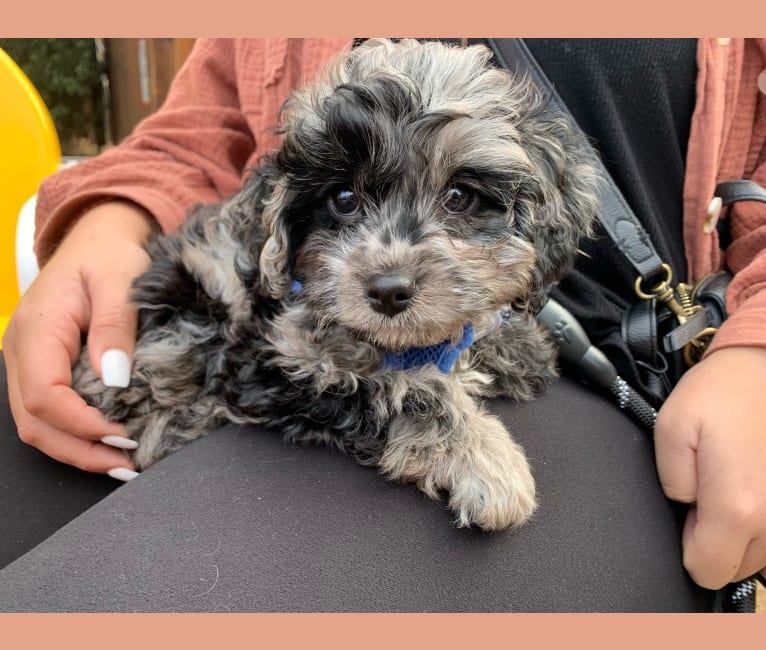 Kiwi, a Cavapoo tested with EmbarkVet.com