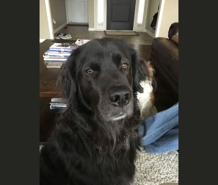 Embark Dog Dna Test Breed