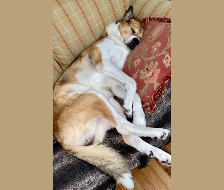 Cujo, a Great Pyrenees and Rottweiler mix tested with EmbarkVet.com
