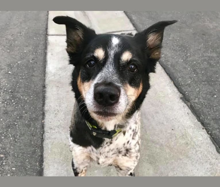 Ty, a Border Collie and Australian Cattle Dog mix tested with EmbarkVet.com