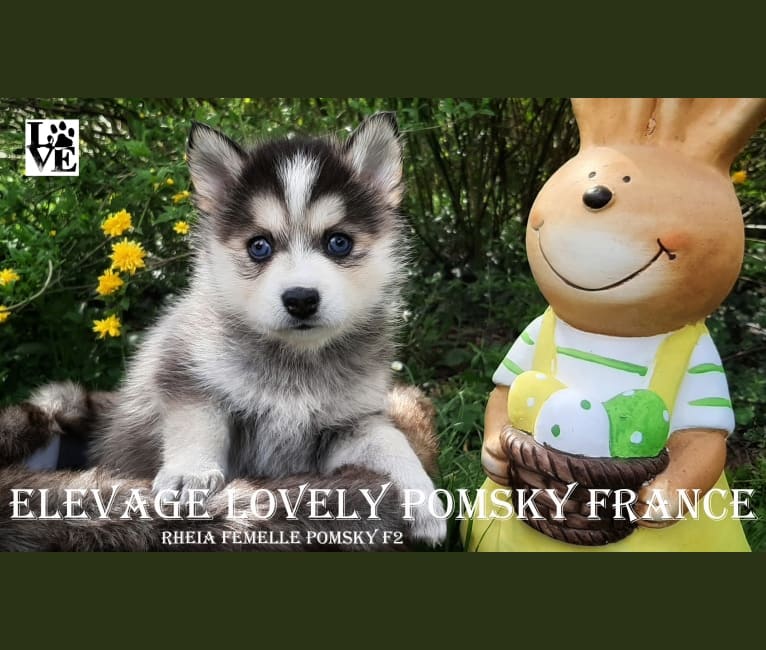 Photo of Rheìa, a Pomsky  in Gripport, France