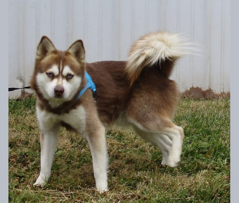 Timber, an Alaskan Klee Kai tested with EmbarkVet.com