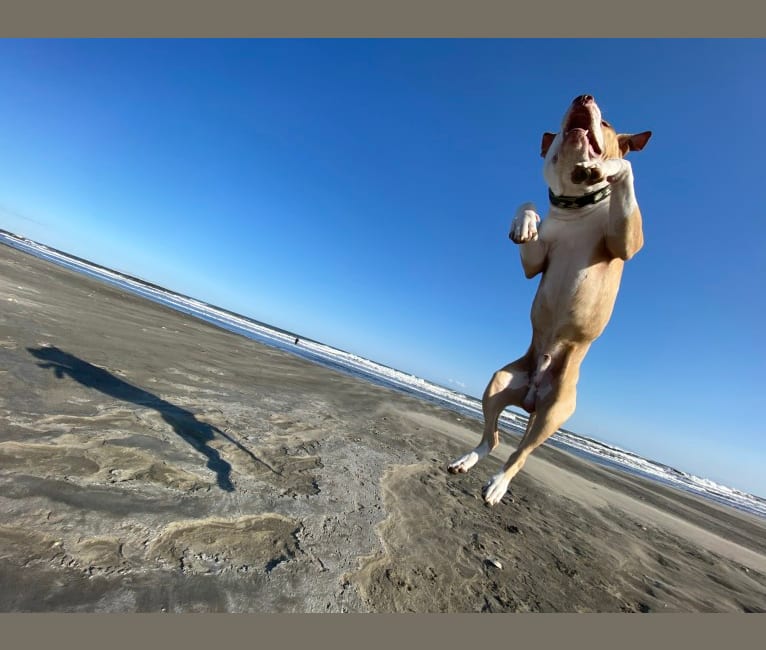 MEGA II, an American Pit Bull Terrier tested with EmbarkVet.com