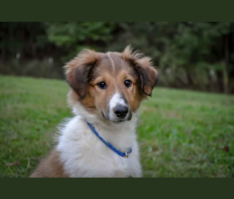 Millie (fka "Brooklyn"), a Collie (Scottish-Type) tested with EmbarkVet.com