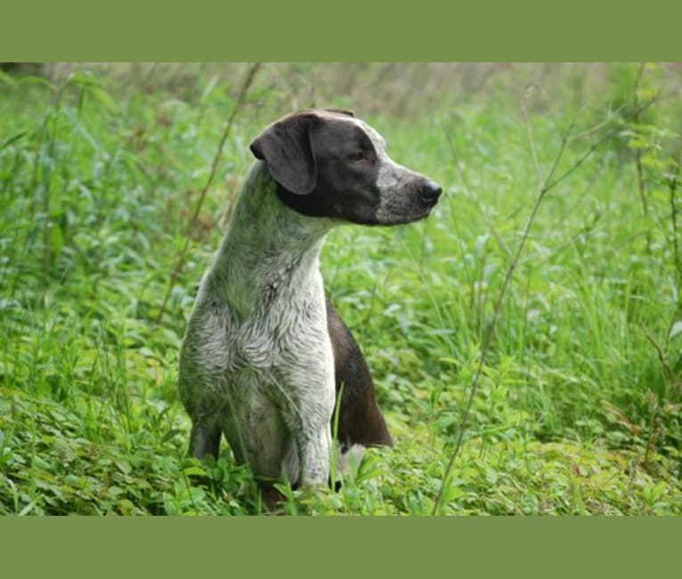 Gunner, a German Shepherd Dog and Labrador Retriever mix tested with EmbarkVet.com