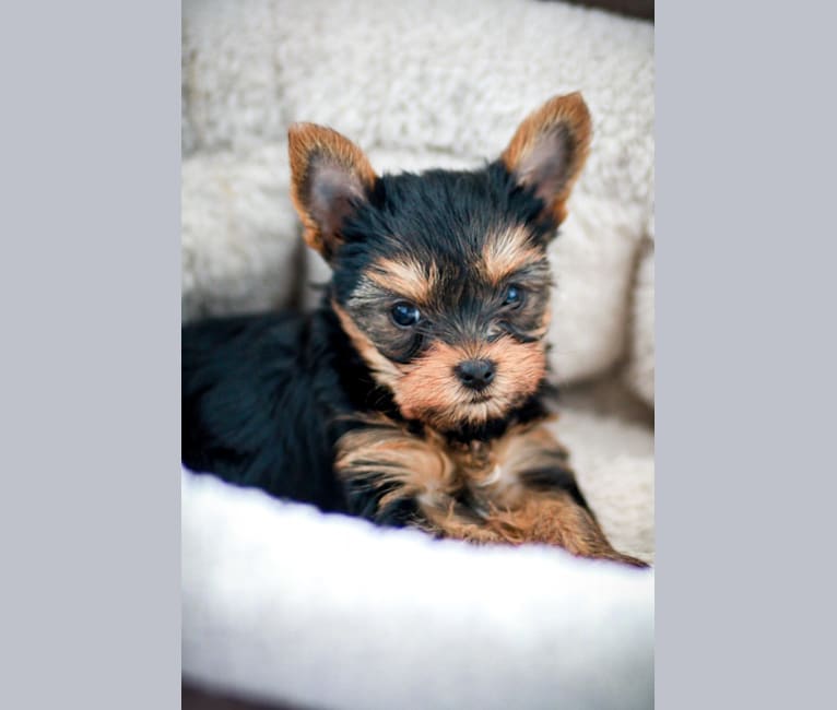 Rosie, a Yorkshire Terrier tested with EmbarkVet.com