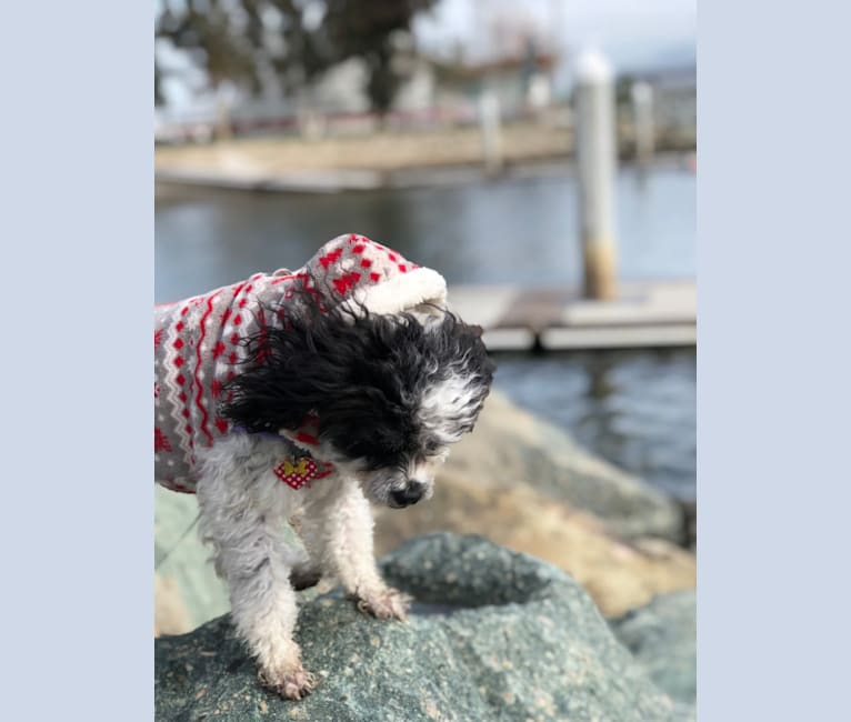 Daizy, a Chihuahua and Cocker Spaniel mix tested with EmbarkVet.com