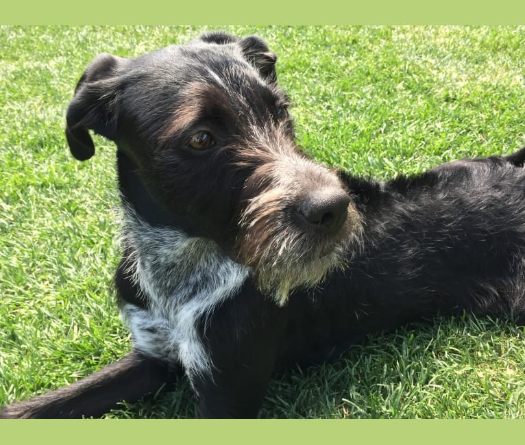 Pepper, a Wirehaired Pointing Griffon and Boxer mix tested with EmbarkVet.com