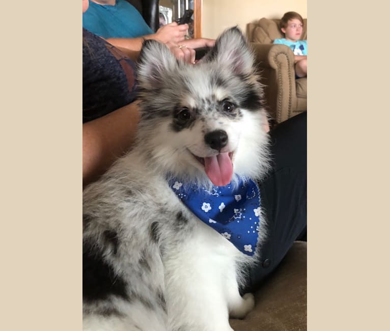 Alaskan klee kai pomeranian shop