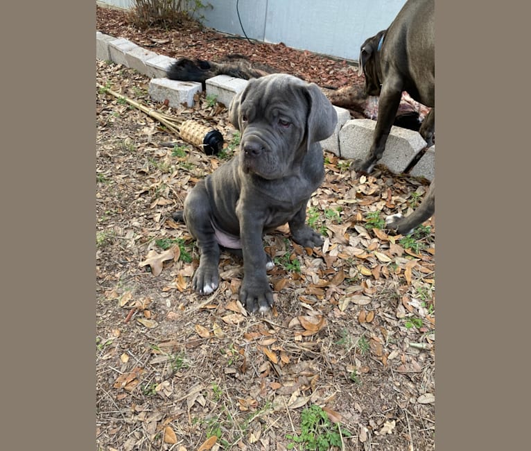 Duke, a Neapolitan Mastiff tested with EmbarkVet.com