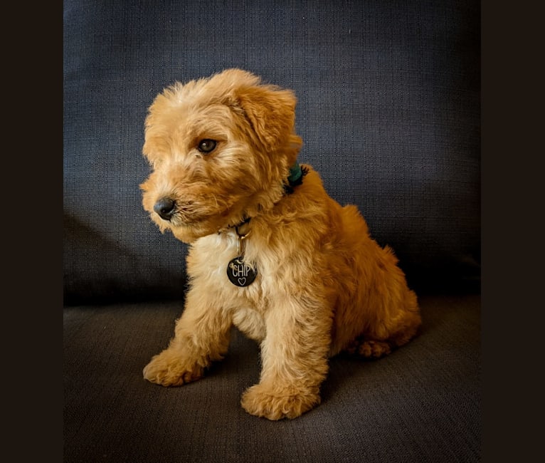 Chip, a Lakeland Terrier tested with EmbarkVet.com