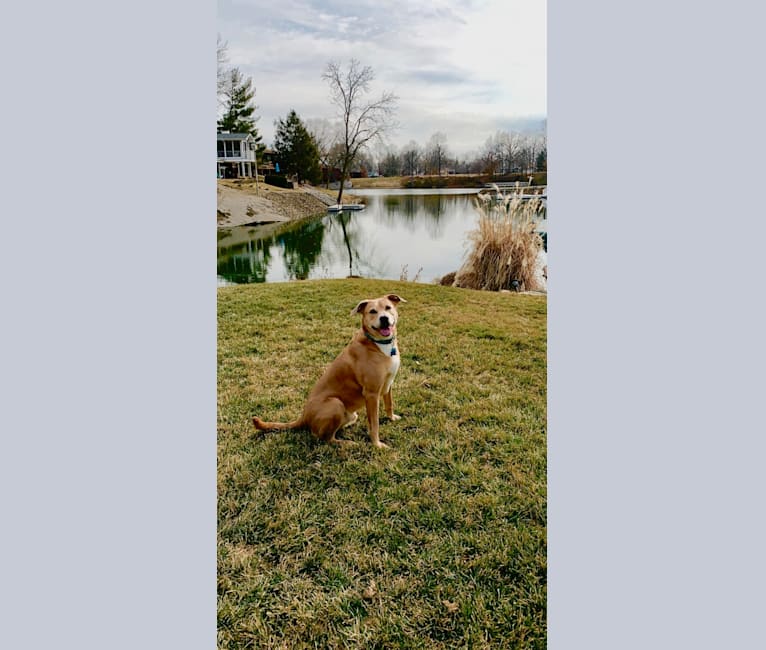 Oliver, an American Pit Bull Terrier and Rottweiler mix tested with EmbarkVet.com