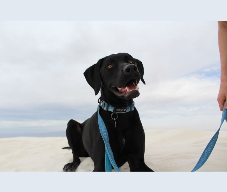 Casanova, a German Shorthaired Pointer and Rottweiler mix tested with EmbarkVet.com