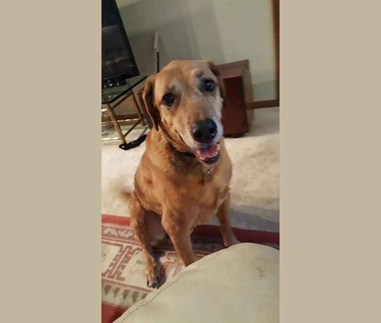 Rocky, an English Setter and Labrador Retriever mix tested with EmbarkVet.com