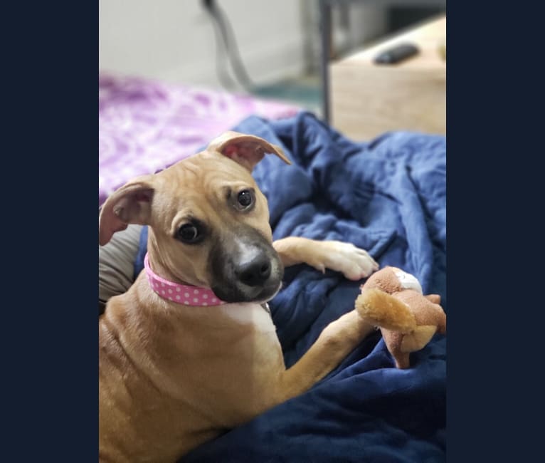 Embark Dog DNA Test Breed