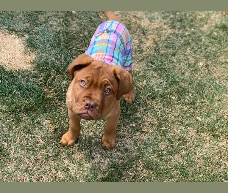 Ruger, a Dogue de Bordeaux tested with EmbarkVet.com