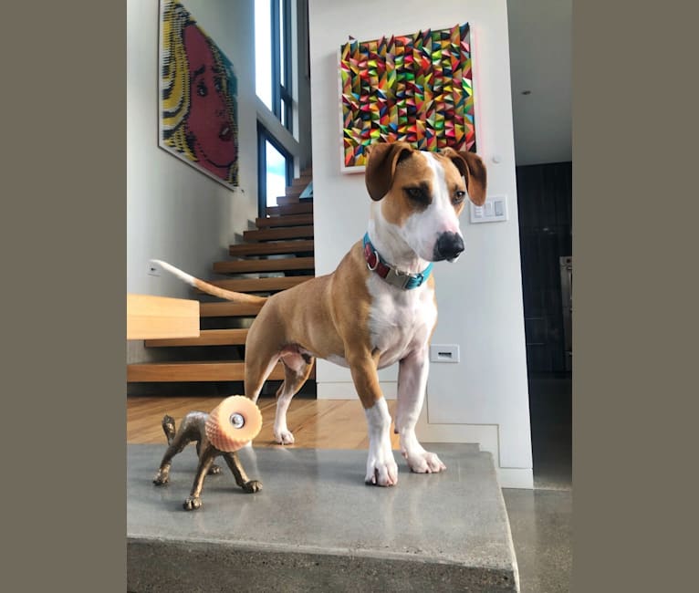 Photo of Portland, an American Pit Bull Terrier and Chihuahua mix in Houston, TX, USA