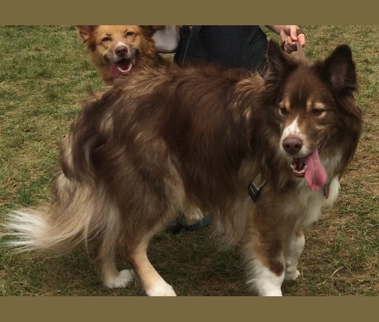 Leo, a Miniature/MAS-type Australian Shepherd and Alaskan Malamute mix tested with EmbarkVet.com