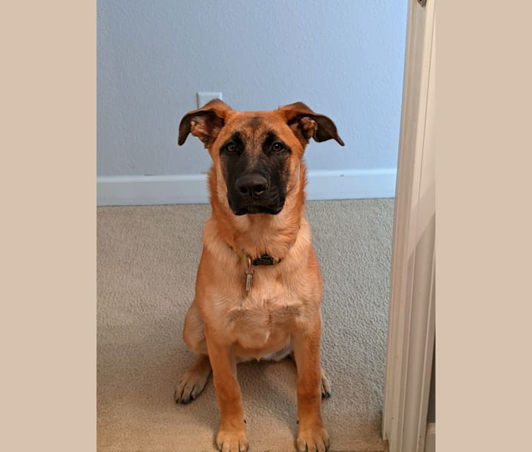 german shepherd and saint bernard mix