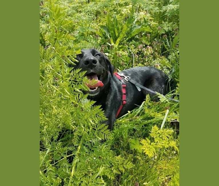 Hamish, a Labrador Retriever and Australian Cattle Dog mix tested with EmbarkVet.com