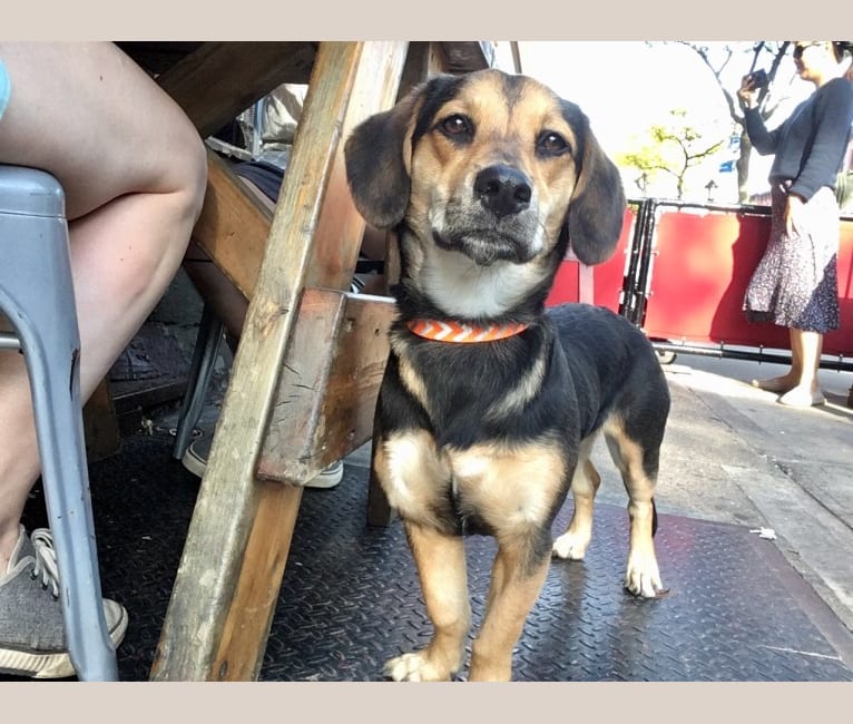 dalmatian maltese mix