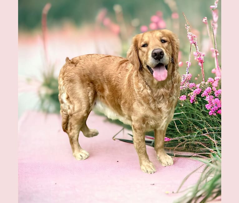 Daisy, a Golden Retriever tested with EmbarkVet.com