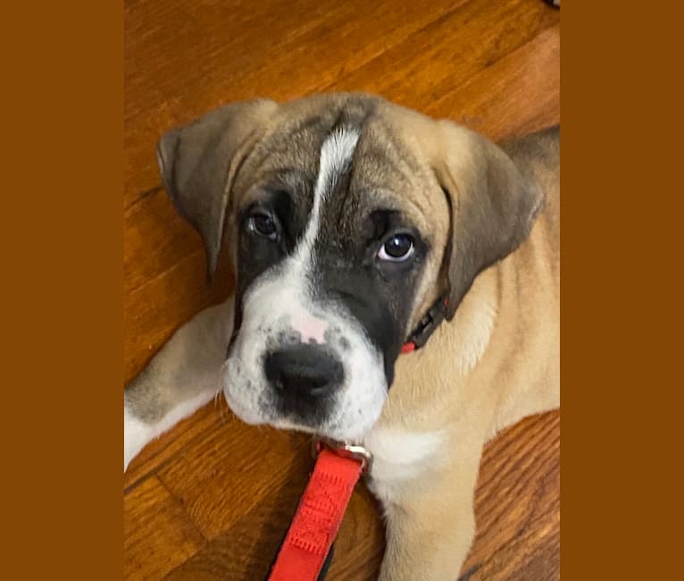 Boxer bloodhound mix new arrivals puppies
