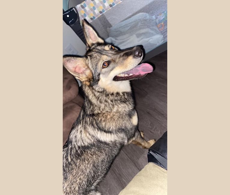 Coyote heeler mix top