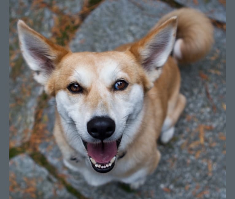 Emi, a German Shepherd Dog and Australian Cattle Dog mix tested with EmbarkVet.com