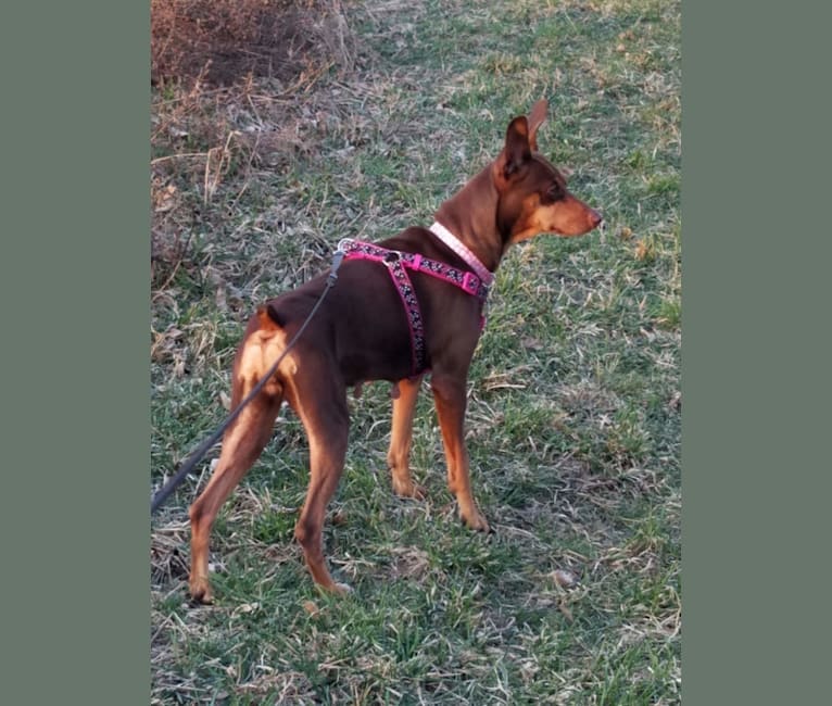 Blossom, a Miniature Pinscher tested with EmbarkVet.com