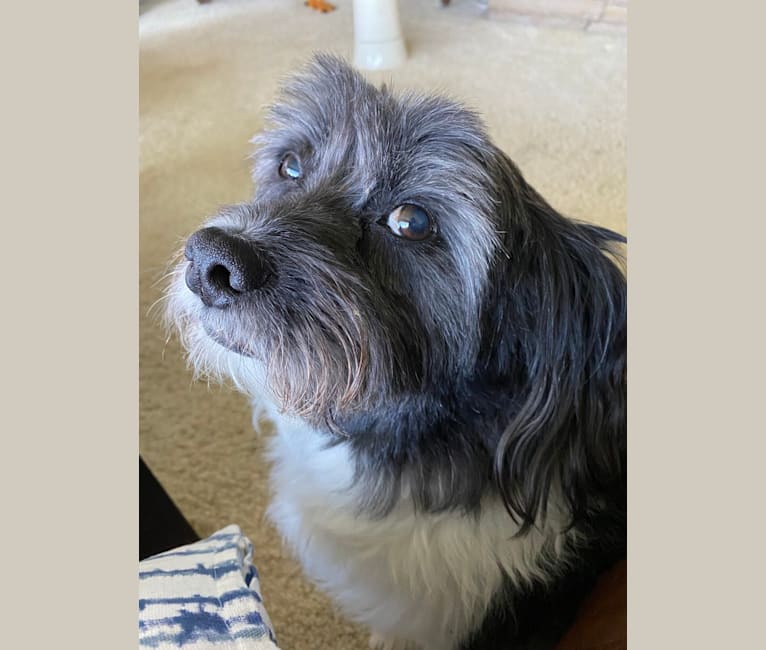 Raleigh, a Lhasa Apso and American Eskimo Dog mix tested with EmbarkVet.com