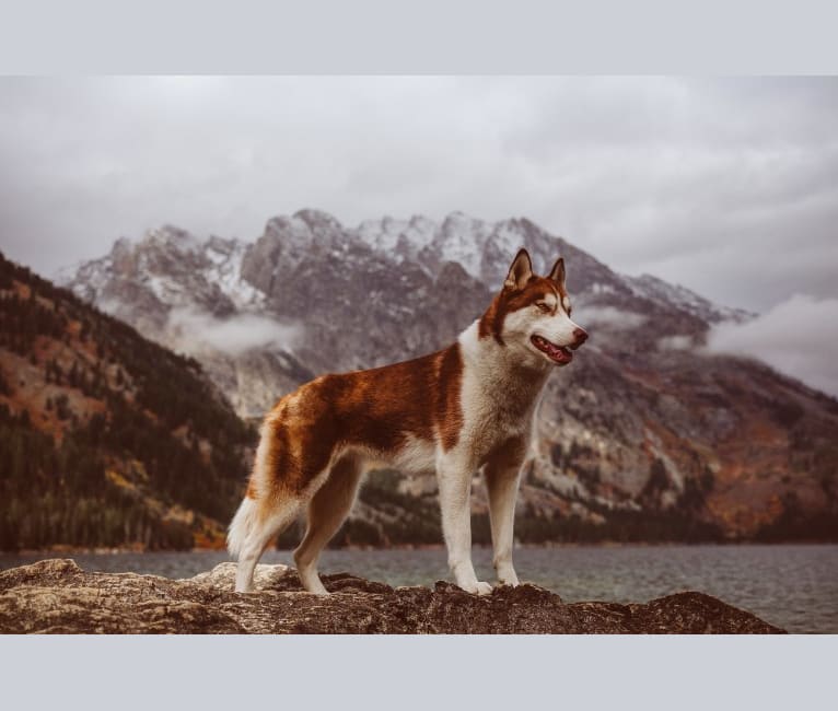 Winter, a Siberian Husky tested with EmbarkVet.com